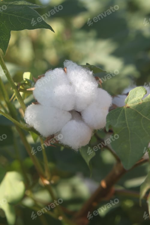 Preview: Cotton Plant Bushes With White Bolls 1066