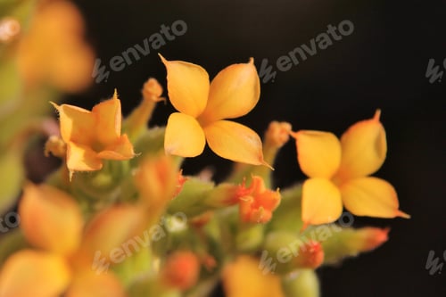 Preview: Yellow Succulent - Wild Flower Background From Africa - Delicate, Petite And Fine Colors From Nature