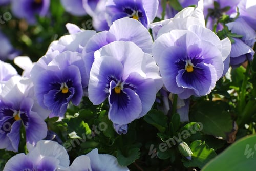 Preview: Purple And White Pansies Flowering In Late Spring.
