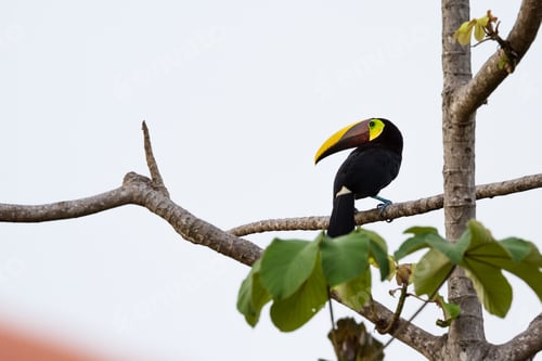 Preview: Wild Chestnut Mandibles Toucan Perched On A Tree Branch In The Costa Rica South Pacific
