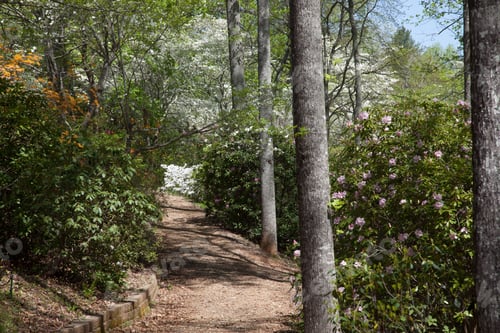Preview: Path Among Flowering Bushes