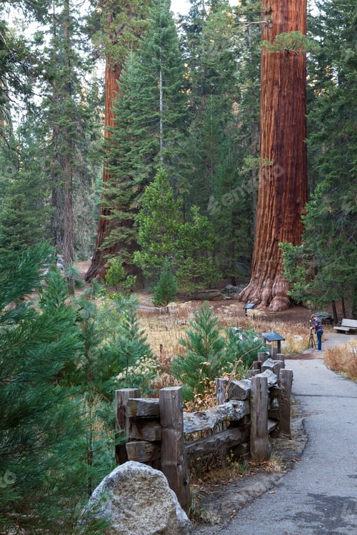 Preview: Sequoia Np, California - November 18: Man Taking A Picture On The Trail For The Big Trees Loop