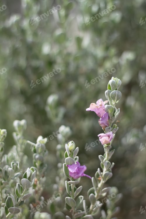 Preview: A Barometerbush Plant With Purple Flowers 0595