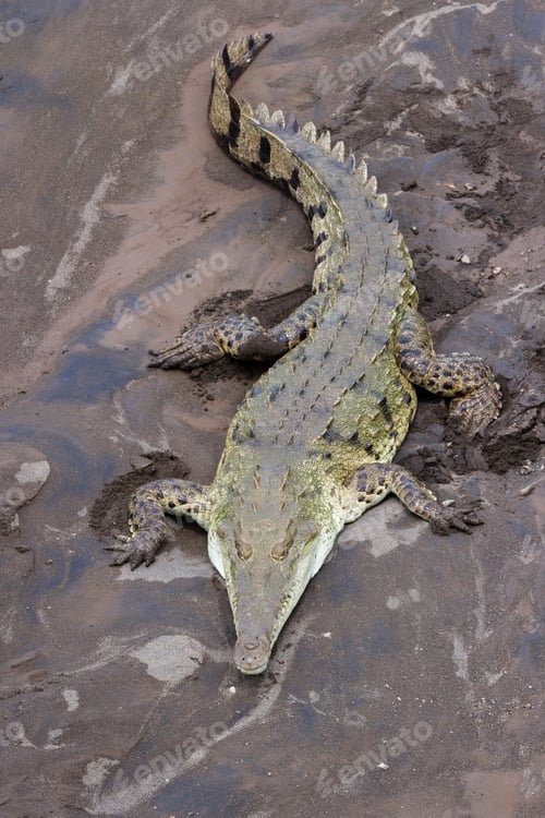 Preview: Famous View Of The Crocodiles Of The Tarcoles River In Costa Rica