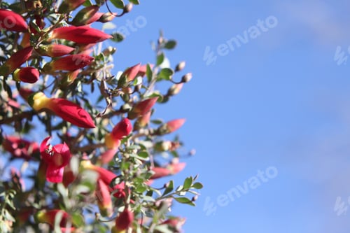 Preview: A Desert Penstemon Bush With Bright Pink Flowers 6529