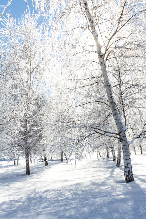 Preview: Beautiful Frozen Tree Farm In Northern Idaho After A Fresh Overnight Snowfall