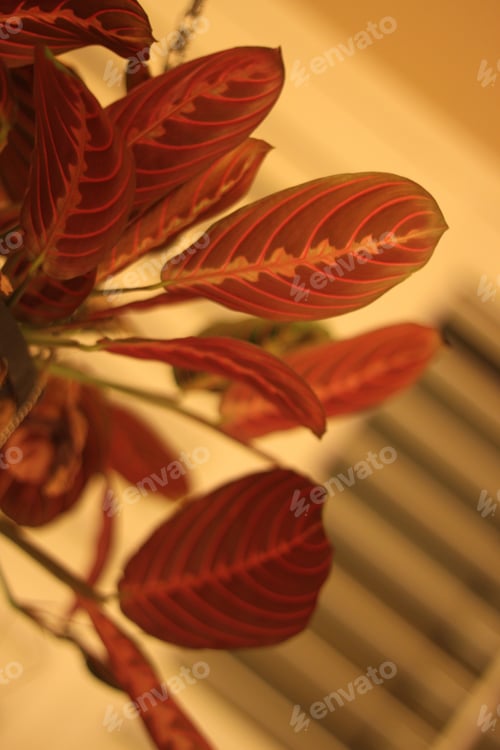 Preview: Green Prayer Plant Leaves With Bright Stripes 0443
