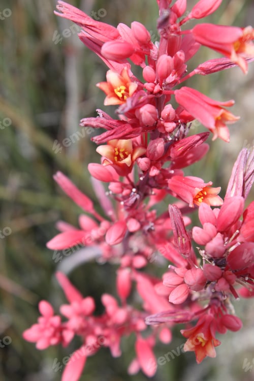 Preview: Tiny Flowers And Buds On Red Yucca Stalks 5587
