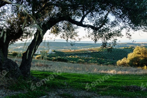 Preview: Scenic Landscape From Under The Tree, Greece