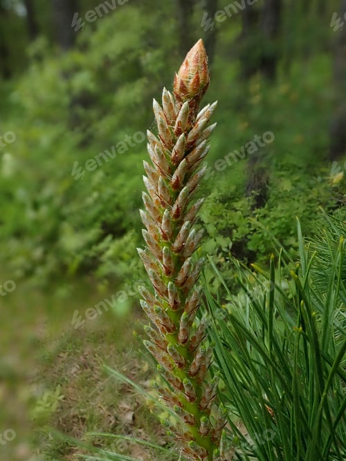 Preview: Pine Trees Terminal Bud, Outdoors