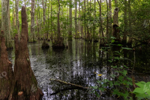 Preview: Bald Cypress Trees In A Swamp