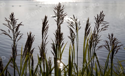 Preview: Lake Scene With Grasses Framing A Sunlit Lake