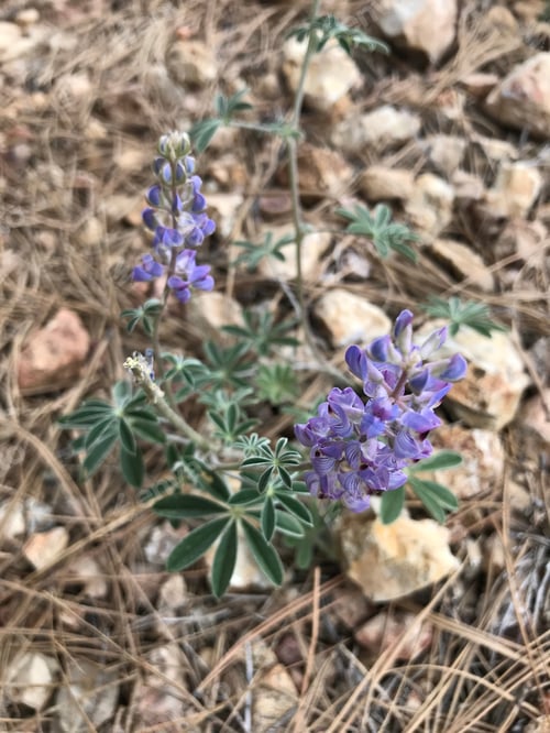 Preview: A Lupinus Sparsiflorus Plant With Blue Flowers 4654