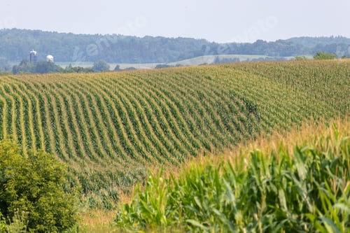 Preview: Rows Of Corn In A Field Of Rolling Hills Rural Agricultural Landscape