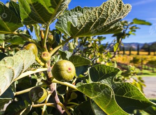 Preview: Close Up Of A Fig Growing On A Tree With Golden Leaves From Autumn Grape Vines In The Background