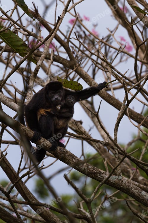 Preview: Close Up Of A Mother Howler Monkey With Her Baby Hanging Very High Up A Tree