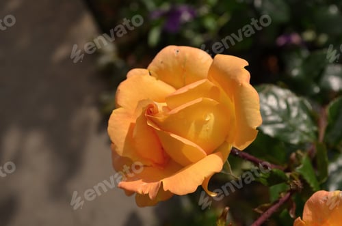 Preview: Pretty Peach Rose Blossom In Garden At Stirling Castle.