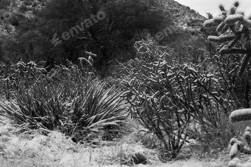 Preview: Landscape With Cactus, Rocks And Snow In Black And White.