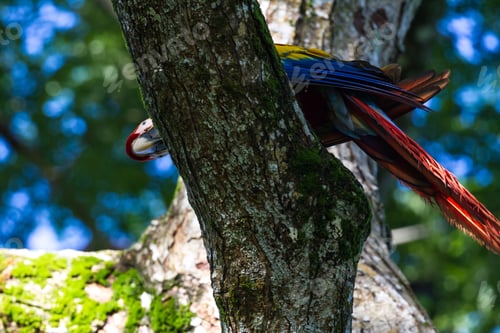 Preview: Curious Scarlet Macaw Peaking Form Around A Tree Branch
