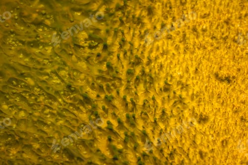 Preview: Golden Minerals Floating Forming In The Hot Pools In Yellowstone National Park