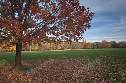 Preview: Central Park, New York City The Great Lawn