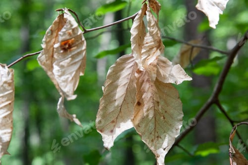 Preview: Dead Brown Leaves Outdoors