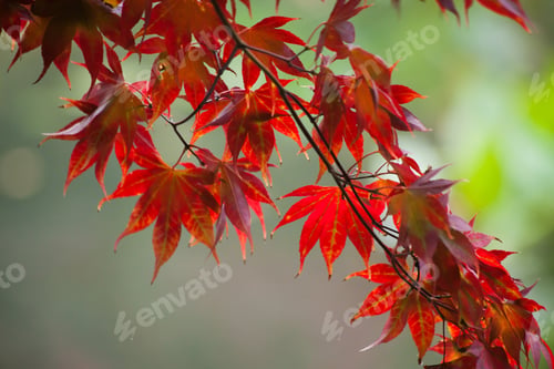Preview: Fall Leaves On A Tree Branch