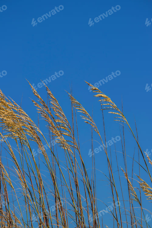 Preview: Waving Golden Wheat Against A Clear Blue Sky