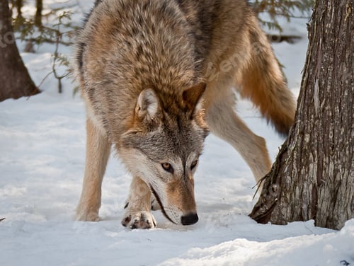Preview: Female Grey Wolf On Snow Smelling And Hunting