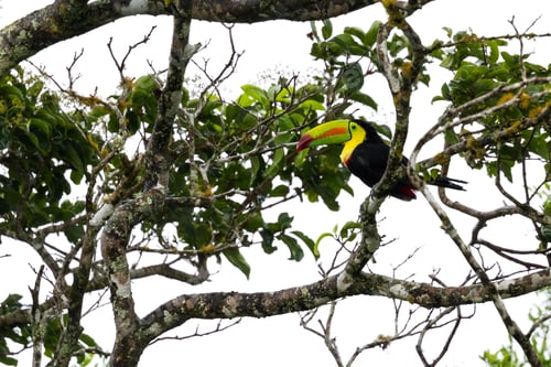 Preview: Keel Billed Toucan Perched On A Tree Branch In The Middle Of A Rain Storm