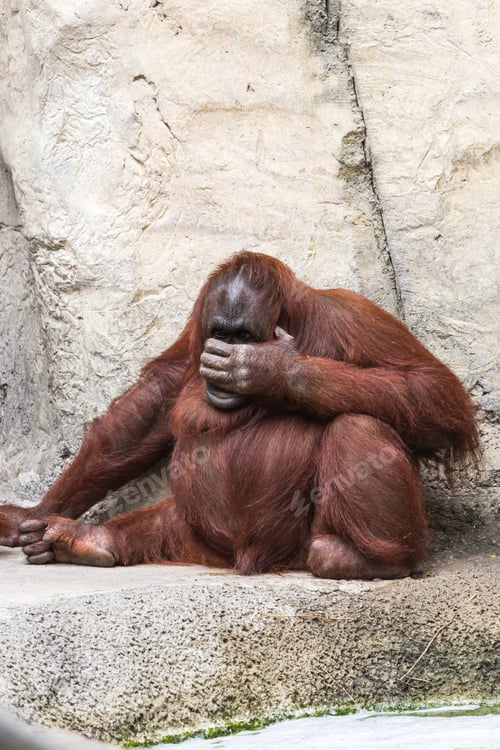 Preview: Orangutan Holding His Hand Up To His Face With A Sense Of Displeasure