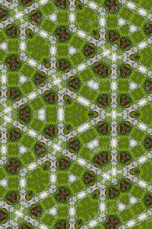 Preview: A Pachira Aquatica Plant Abstract With Bright Green Leaves 3793