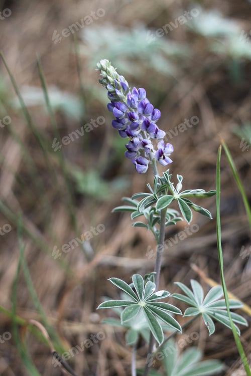 Preview: A Lupinus Sparsiflorus Plant With Flowers 8822