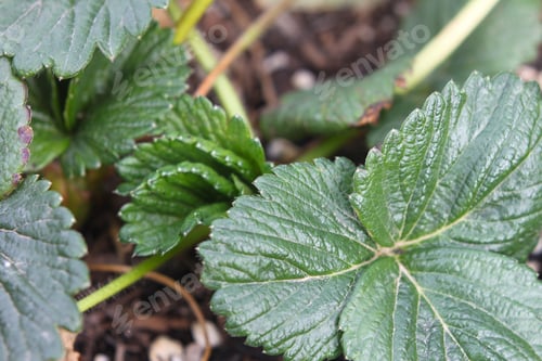 Preview: A Closeup Of A Small Strawberry Plant 4274
