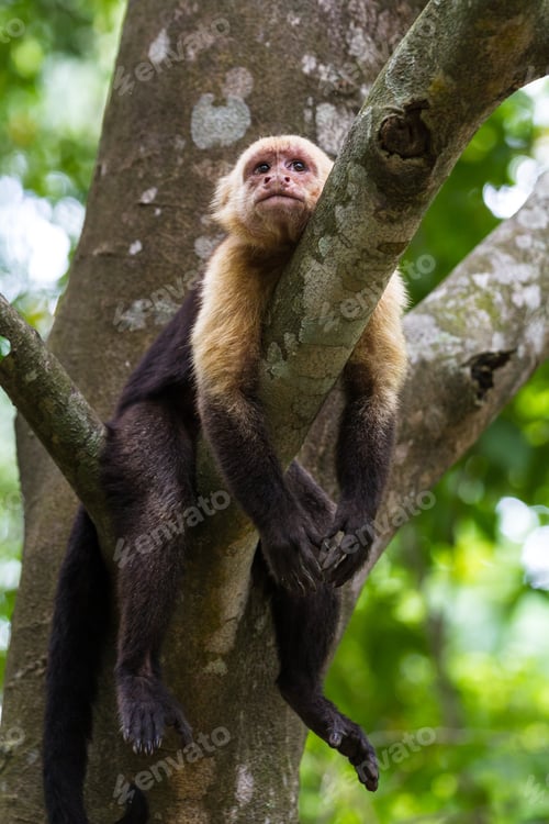 Preview: White Faced Monkeys Relaxing On A Tree In Costa Rica. Pura Vida.