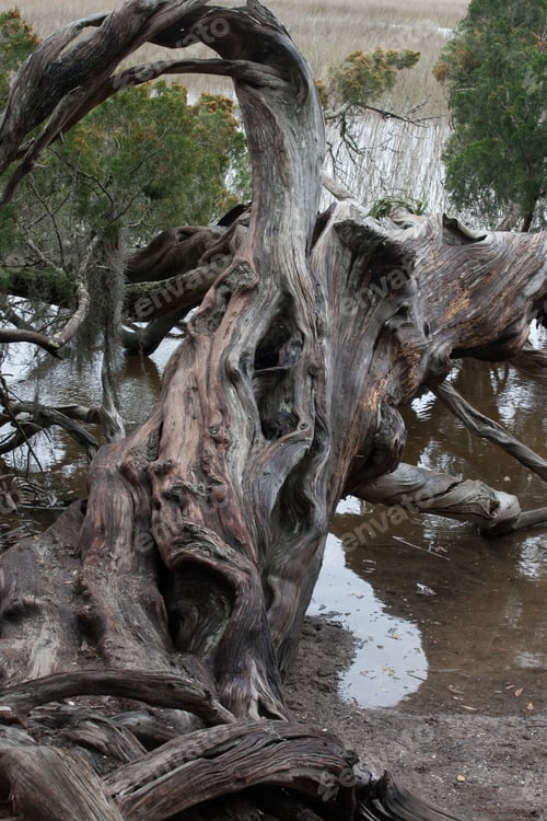 Preview: Red Cedar Tree Outdoors In Nature
