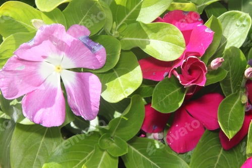 Preview: Vinca Plants With Bright Purple And Magenta Flowers 9934