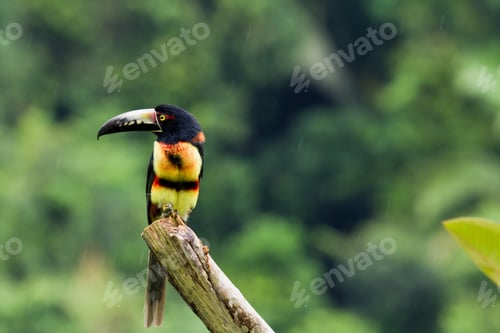 Preview: Aracari Toucan Perched On A Branch In The Rainforest Of Belize