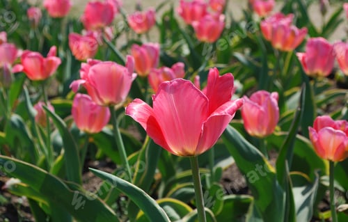 Preview: Blooming Field Of Tulips Flowering In A Garden.