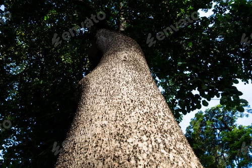 Preview: Images Of Sandbox Tree Trunk. Tree With Spikes For Protection.