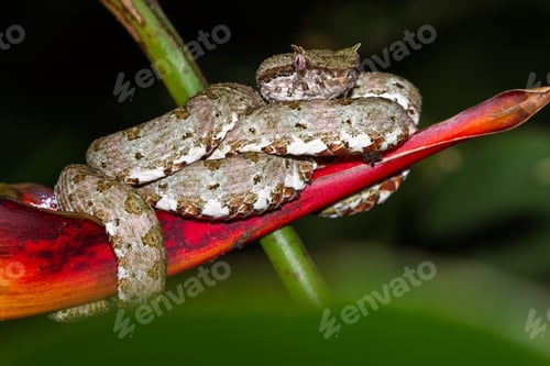 Preview: Close Up Of A Eyelash Viper Wrapped Around A Tropical Flower In Costa Rica