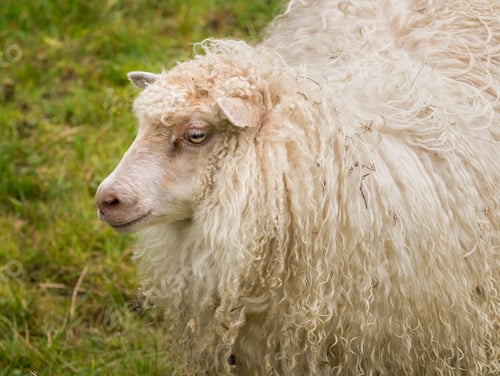 Preview: Sheep Portrait With Long White Wool On Norwegian Farm Near Bergen