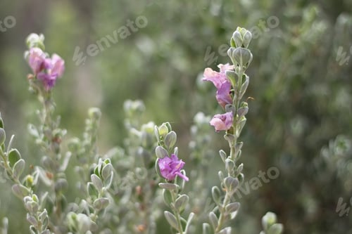 Preview: A Leucophyllum Fructescens Cenizo Plant With Purple Flowers 0775