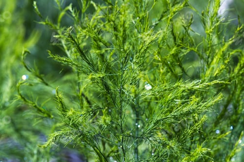 Preview: Close Up Of A Healthy Asparagus Plant With Water Drops Adding A Natural Effect To A Natural