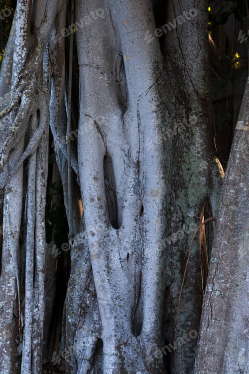 Preview: Abstraction From A Banyan Tree Outdoors