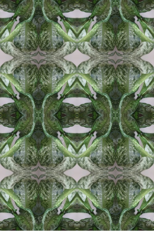 Preview: A Dieffenbachia Snow Plant Abstract With Lush Variegated Leaves 0519
