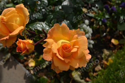 Preview: Pretty Bunch Of Orange Roses In Scotland