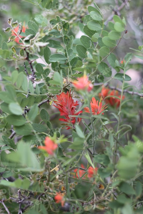 Preview: A Bush Of Castilleja Subinclusa With Orange Flowers 8153