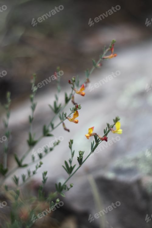 Preview: A Clump Of Desert Rock Pea Flowers