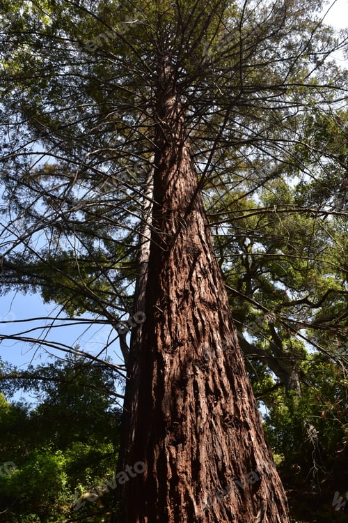 Preview: Looking Up A Tree Trunk Of A Redwood Toward The Canopy.